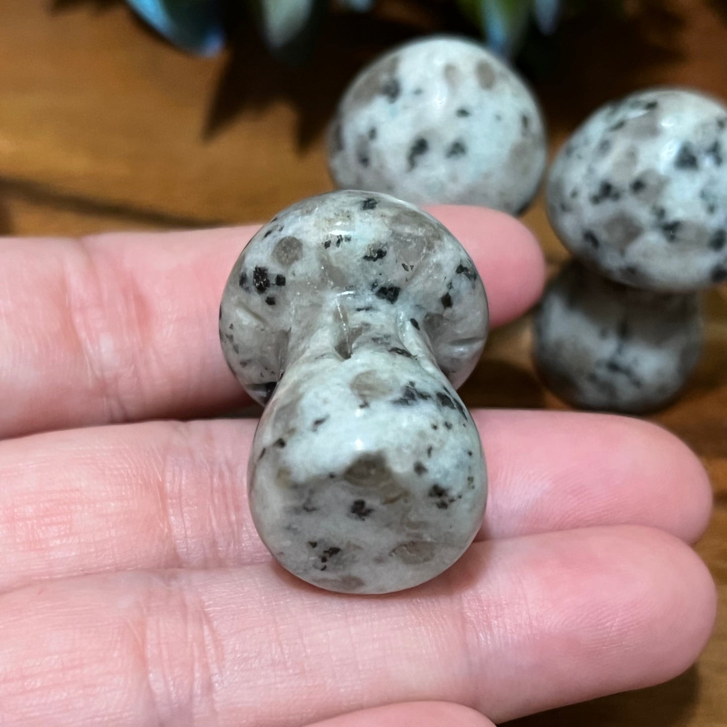 Kiwi Jasper Mushroom