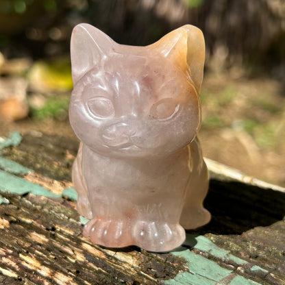 Flower Agate Cat