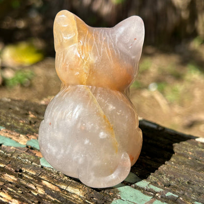 Flower Agate Cat