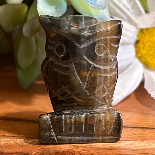 Tiger Eye Owl