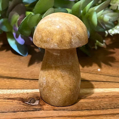 Picture Jasper Mushroom